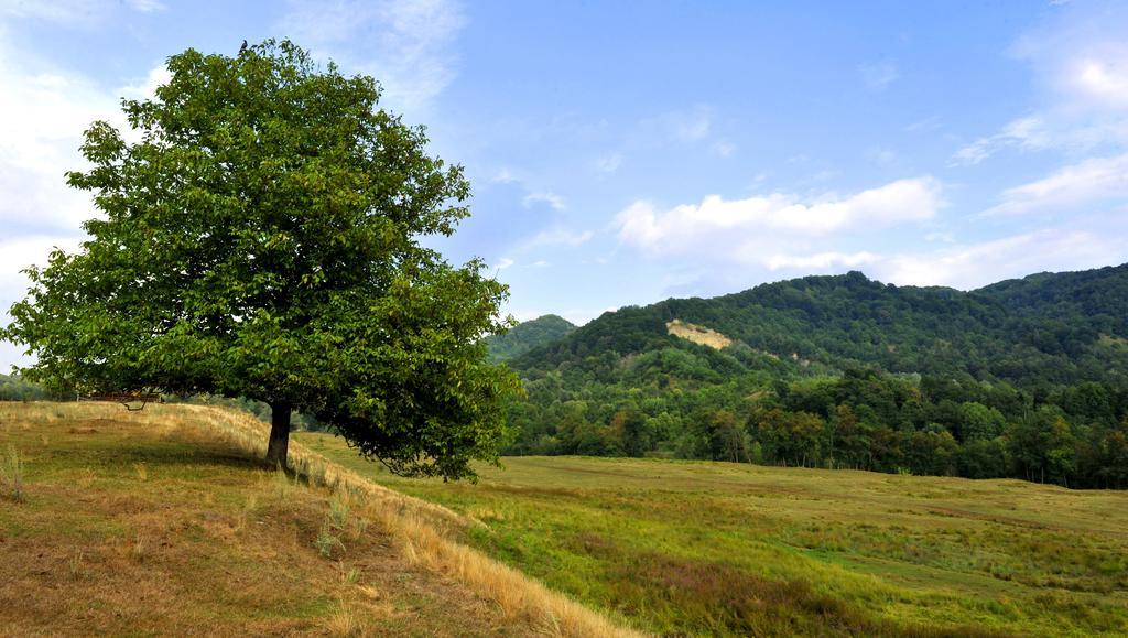 Pensiunea Tiuta Corbeni Exterior foto